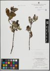 Foto von Salix atrocinerea Brot.